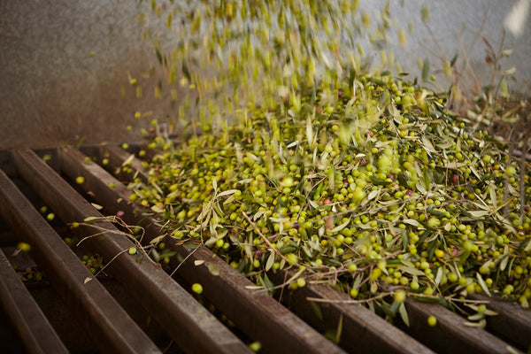 Casas de Hualdo Olive Oil prep